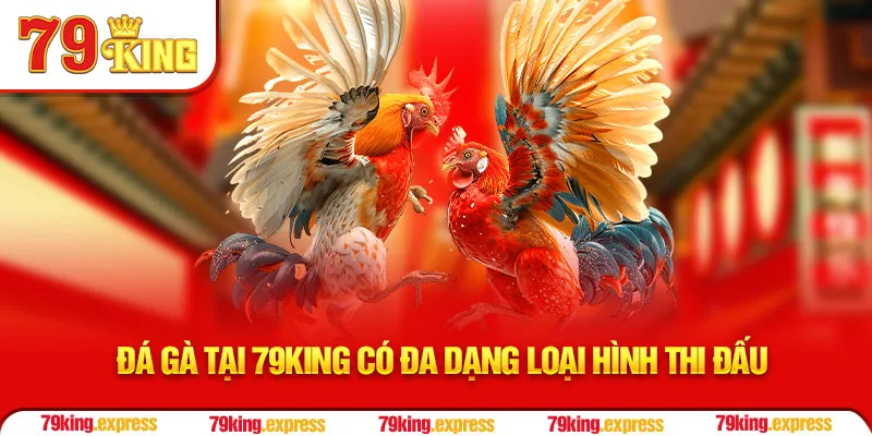 Đá gà tại 79KING có đa dạng loại hình thi đấu